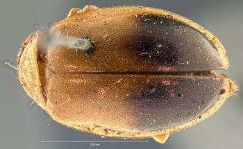 Media type: image; Entomology 18515   Aspect: habitus dorsal view